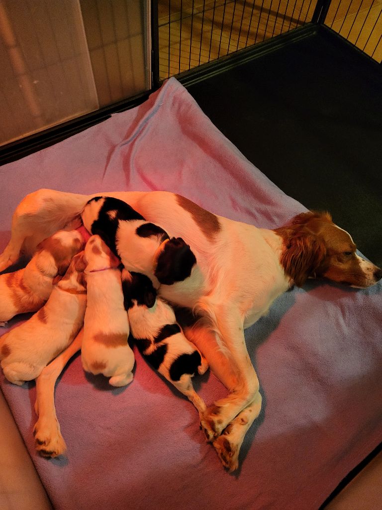 chiot Epagneul Breton des Baies de Genièvres